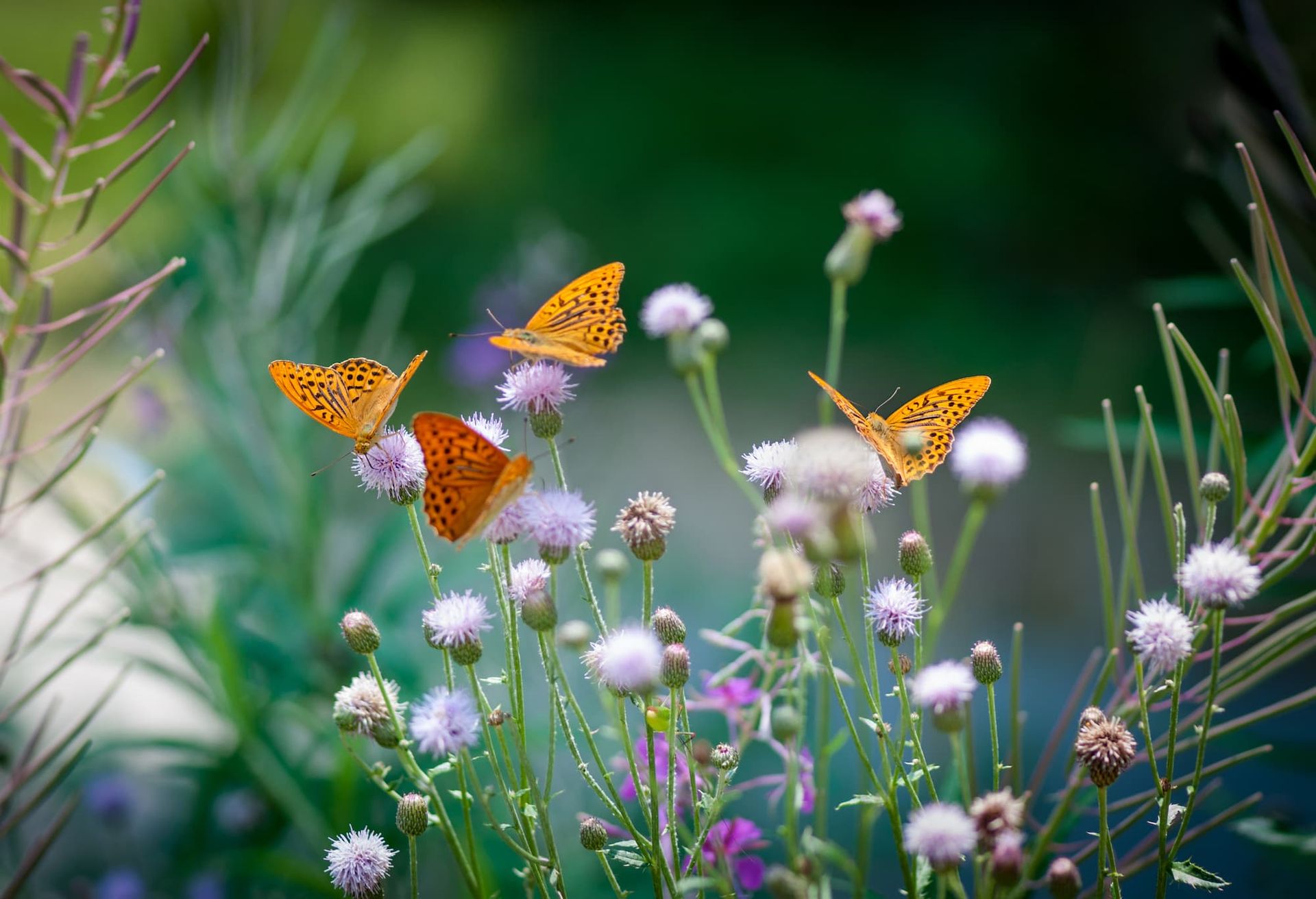 Day trips from Vitoria: immerse yourself in the magic of the Botanical Garden of Santa Catalina