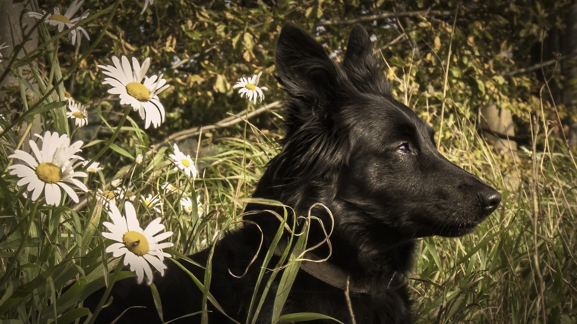 Los mejores planes con perros para hacer en Valencia